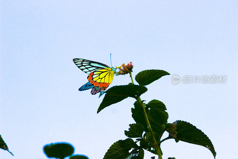 一只雌性的Delias eucharis，常见的Jezebel，是一种中等大小的粉蝶，被发现挂在印度一个公园的花卉植物上。蝴蝶的条纹颜色很吸引人